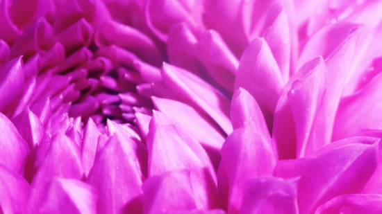 Dareful Stock Video, Hyacinth, Petal, Pink, Flower, Bulbous Plant