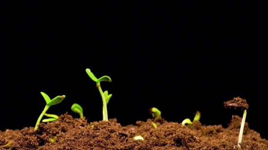 Dj Stock Footage, Seedling, Plant, Growth, Leaf, Spring