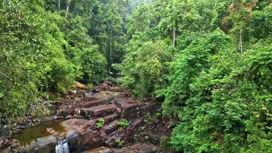 Download Lagu 123 Mp4, Tree, Forest, Woody Plant, Landscape, River