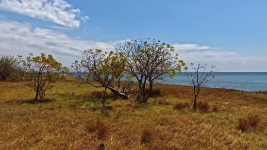 Download Raw Video, Tree, Woody Plant, Landscape, Sky, Field