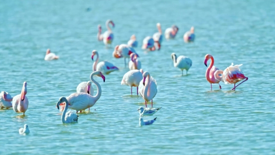 Download Tubi, Bathing Cap, Cap, Flamingo, Headdress, Bird