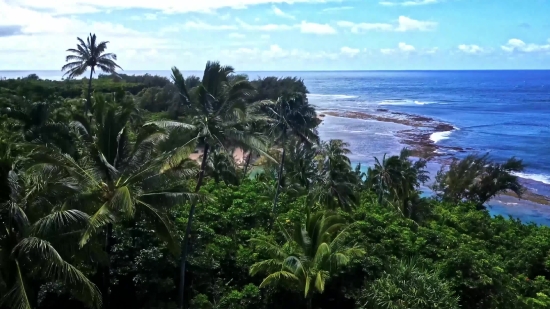 Download Youtube Clip Online, Coconut, Tree, Palm, Tropical, Beach