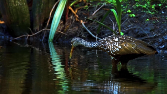 Download Youtube Short, Wading Bird, Aquatic Bird, Bird, Wildlife, Wild