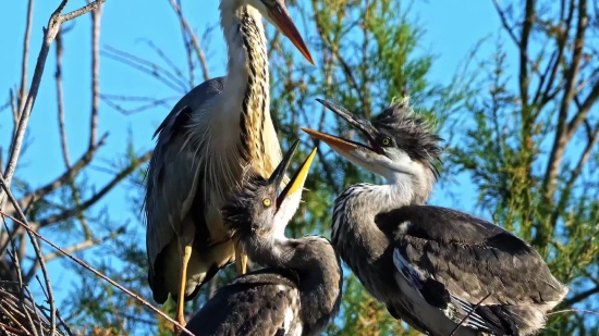 Dust Effect Png Video, Wading Bird, Bird, Aquatic Bird, Beak, Ibis