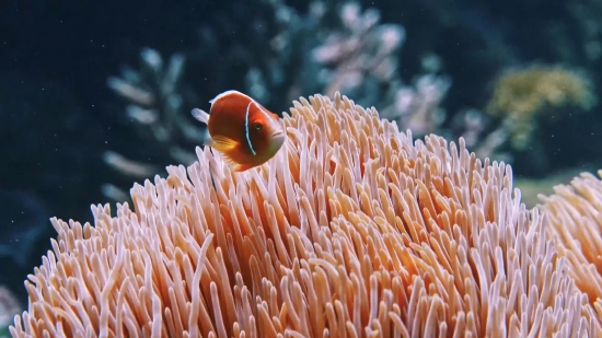 Dust Footage Free, Anemone Fish, Underwater, Coral, Sea, Reef