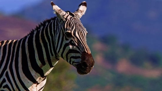 Earth Green Screen Video Download, Zebra, Equine, Ungulate, Wildlife, Safari