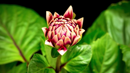 Edit Stock Footage, Flower, Pink, Plant, Shrub, Blossom