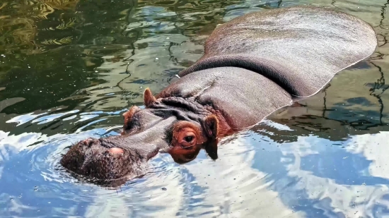 Editing Background Video Download, Hippopotamus, Ungulate, Mammal, Water, Wildlife