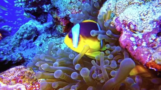 Effect Video Background Download, Anemone Fish, Underwater, Sea, Coral, Reef