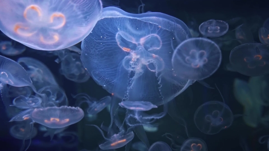 Electricity Stock Video, Jellyfish, Invertebrate, Animal, Fractal, Light