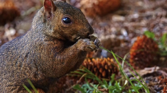 English Movie Clip, Walnut, Rodent, Edible Nut, Nut, Animal