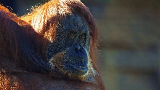 Envato Free Stock Video, Orangutan, Ape, Primate, Monkey, Wildlife