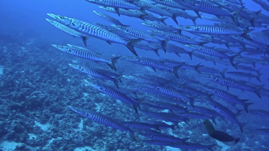 Environment Video Clips Download, Barracuda, Spiny-finned Fish, Bony Fish, Fish, Water