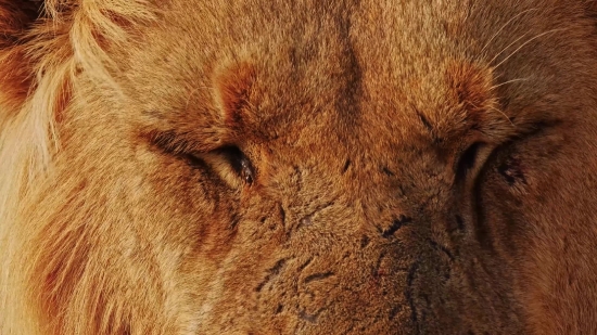 Extraordinary Free Stock Videos, Mammal, Lion, Predator, Feline, Cat