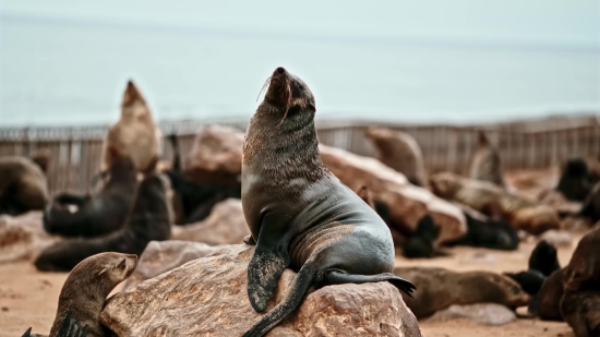 Family Free Stock Video, Sea Lion, Eared Seal, Seal, Wildlife, Aquatic Mammal