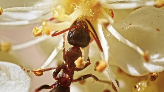 Fast Food Video Clip Free Download, Arthropod, Insect, Ant, Invertebrate, Food