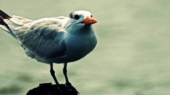 Few Moments Later Clip Download, Bird, Beak, Wildlife, Feather, Animal