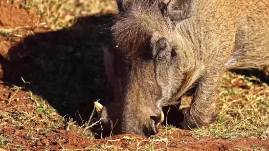 Film Reel Stock Footage Free, Warthog, Swine, Ungulate, Mammal, Wildlife