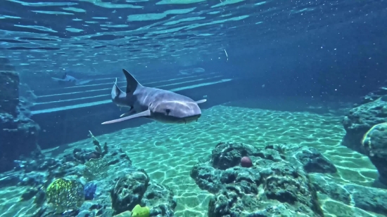 Find Youtube Video Background Music, Shark, Fish, Hammerhead, Underwater, Sea