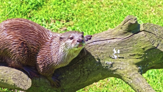 Fire Effect Video Png, Otter, Mammal, Wildlife, Wild, Bird