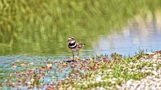 Fireplace Free Stock Video, Shorebird, Ruddy Turnstone, Wading Bird, Bird, Turnstone