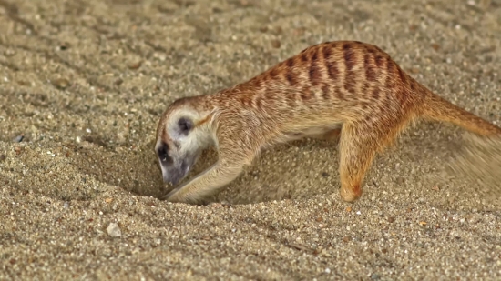 Fireplace Zoom Background Video Free, Mammal, Wildlife, Mongoose, Wild, Fur