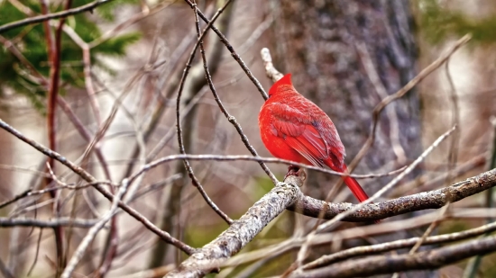 Flower Rain Green Screen Video Download, Bird, Bee Eater, Woodpecker, Parrot, Beak