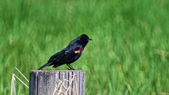 Flv2mp3 Converter, Starling, Bird, Wildlife, Beak, Wild