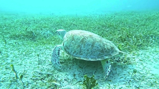 Flying Butterfly Green Screen Video Free Download, Terrapin, Turtle, Reptile, Shell, Slow