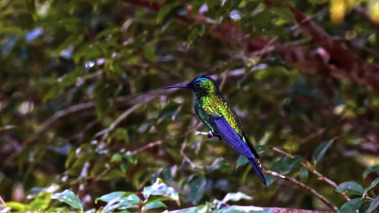 Footage Framepool, Hummingbird, Bird, Wildlife, Animal, Beak