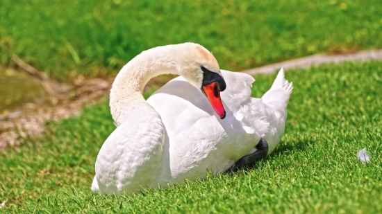 Footage Free Royalty, White Stork, Stork, Bird, Aquatic Bird, Wading Bird