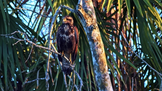 Footage Video Background, Kite, Hawk, Bird, Wildlife, Beak