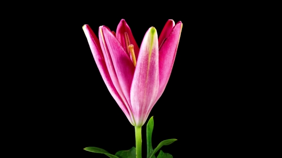 Footages Free, Pink, Tulip, Flower, Petal, Spring