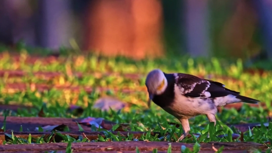 Forest Stock Footage Free, Dove, Bird, Feather, Wildlife, Beak