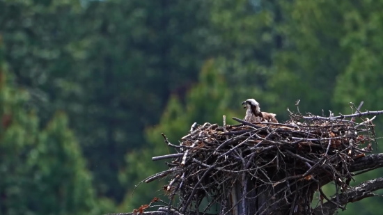 Free 3d Background Video, Bird, White Stork, Stork, Wading Bird, Dove