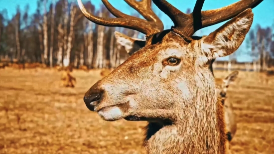 Free 4k Stock Video Footage, Buck, Placental, Mammal, Vertebrate, Deer