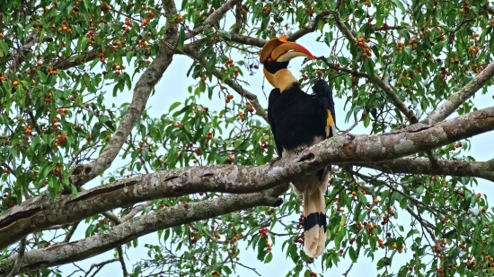 Free Abstract Footage, Bird, Tree, Toucan, Wildlife, Animal