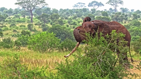 Free Alamy Discount 2020, Landscape, Giraffe, Grass, Mammal, Tree