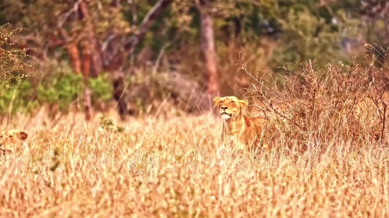 Free Animal Video Footage Download, Wheat, Field, Agriculture, Straw, Cereal