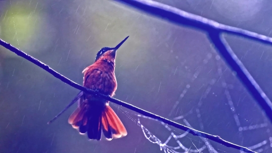 Free Animated Motion Graphics, Hummingbird, Bird, Wildlife, Beak, Feather