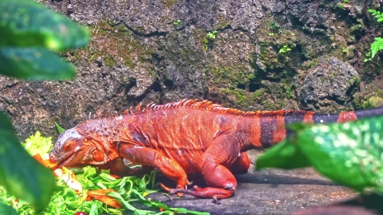 Free Background Music For Hiking Video, Common Iguana, Lizard, Meat, Tree, Food