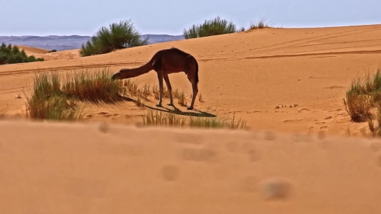 Free Backgrounds For Google Meet, Dune, Camel, Desert, Sand, Giraffe