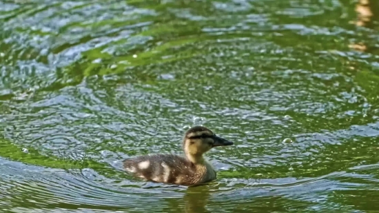 Free Bible Motion Background, Red-breasted Merganser, Merganser, Sea Duck, Duck, Wildlife