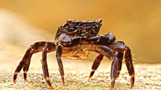 Free Birthday Clips, Rock Crab, Crab, Crustacean, Arthropod, Invertebrate