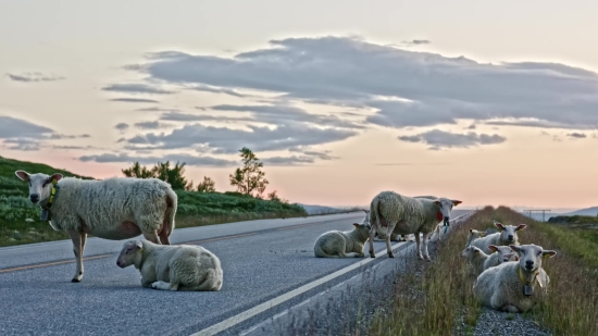 Free Black Video Background, Simpleton, Sheep, Grass, Farm, Field