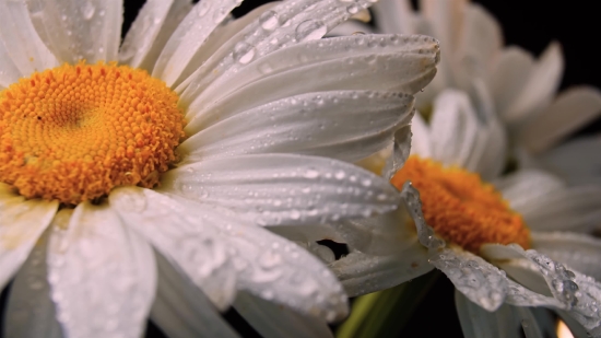 Free Chroma Key, Daisy, Flower, Petal, Blossom, Spring