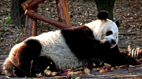 Free Chroma Videos, Giant Panda, Mammal, Wildlife, Wild, Fur