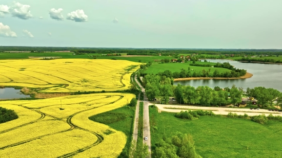 Free Commercial Videos, Rapeseed, Oilseed, Maze, Seed, Landscape