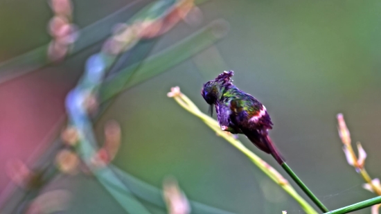 Free Download Video Background Easyworship 2009, Hummingbird, Insect, Bird, Plant, Fly