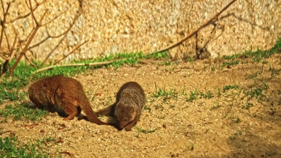 Free Emoji Video Clips, Mongoose, Mammal, Wild, Wildlife, Fur